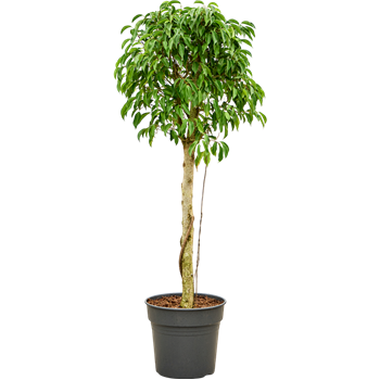 Fikus benjamina 'Columnar' 4FIBCRS24