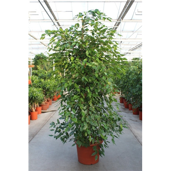 Fikus benjamina 'Exotica' F00004977