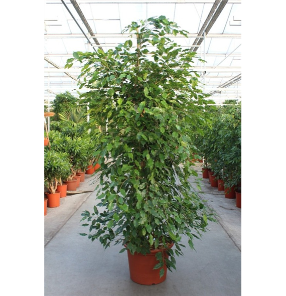 Fikus benjamina 'Exotica' F00004977