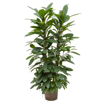 Fikus cyathistipula 1FICY2T05