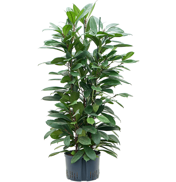 Fikus cyathistipula 1FICY3T10