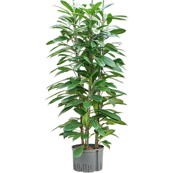 Fikus cyathistipula 1FICY3T15