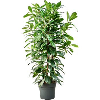 Fikus cyathistipula 4FICY3T25