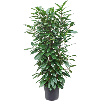 Fikus cyathistipula 4FICY4T10