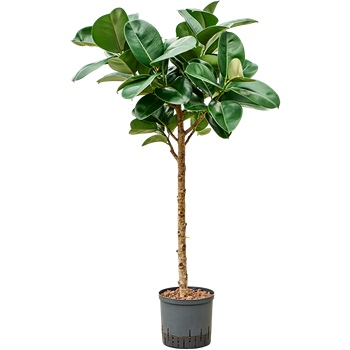 Fikus elastica 'Cloe' 1FIECRS26