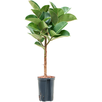 Fikus elastica 'Cloe' 1FIECRS18