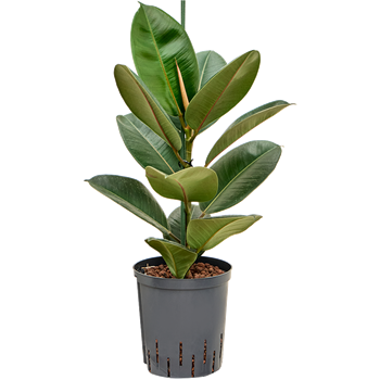 Fikus elastica 'Robusta' 1FIER1T12