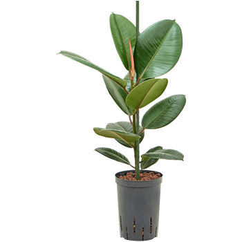 Fikus elastica 'Robusta' 1FIER1T06