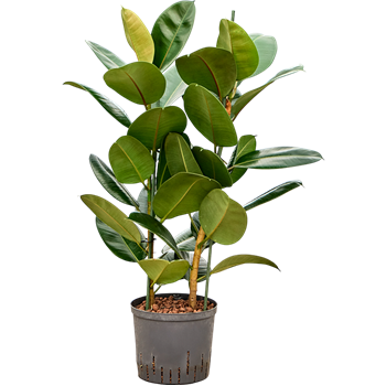 Fikus elastica 'Robusta' 1FIER2T10