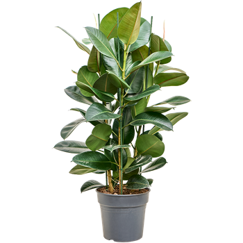 Fikus elastica 'Robusta' 4FIRO3T07
