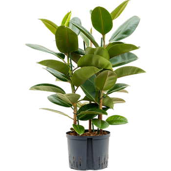 Fikus elastica 'Robusta' 1FIER3T05