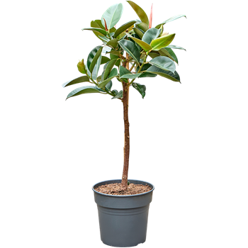 Fikus elastica 'Robusta' 4FIRORS90