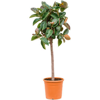 Fikus elastica 'Robusta' 4FIRORS71