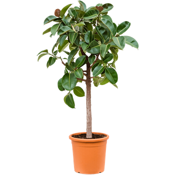 Fikus elastica 'Robusta' 4FIRORS69