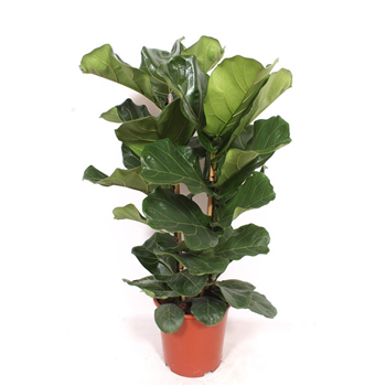 Fikus lyrata F00006304