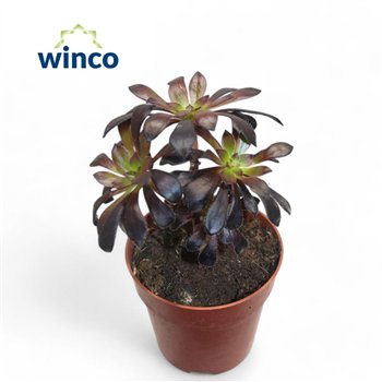 Aeonium Schwartzkopf Bonsai1 pp 18cm 8.5cm Q59