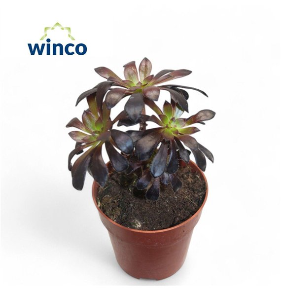 Aeonium Schwartzkopf Bonsai1 pp 18cm 8.5cm Q59