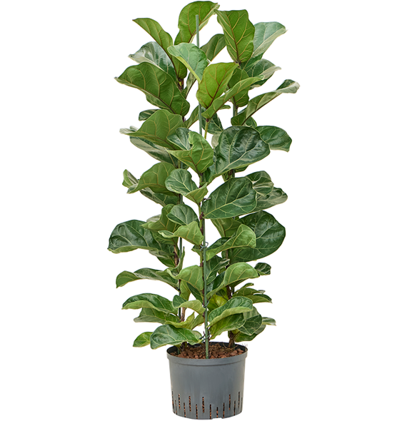 Fikus lyrata 'Bambino' 1FILB3T08