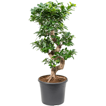 Fikus microcarpa 'Compacta' 4FIMIS157