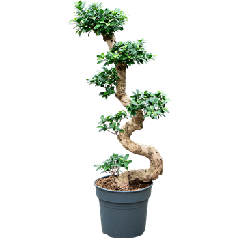 Fikus microcarpa 'Compacta' 4FIMIS066