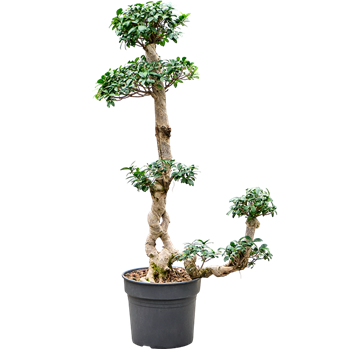 Fikus microcarpa 'Compacta' 4FIMIS045