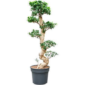 Fikus microcarpa 'Compacta' 4FIMIS065