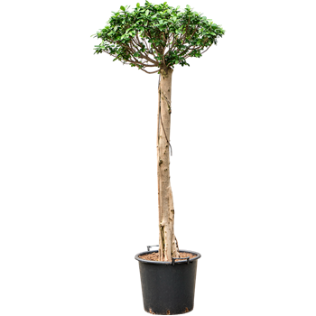 Fikus microcarpa 'Compacta' 4FIMIRS60