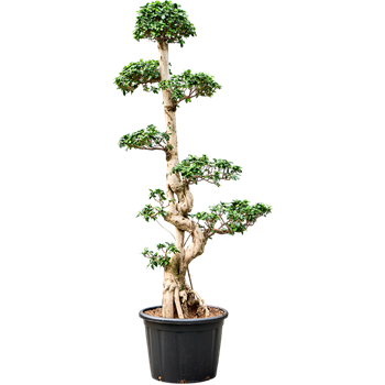 Fikus microcarpa 'Compacta' 4FIMIET35