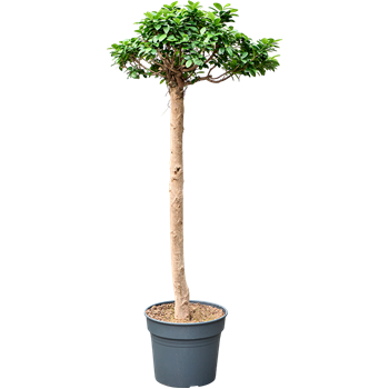 Fikus microcarpa 'Compacta' 4FIMIRS65