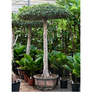 Fikus microcarpa 'Compacta' 4FIMIS085
