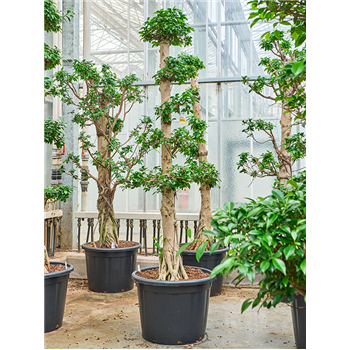 Fikus microcarpa 'Compacta' 4FIMIS002