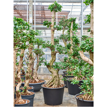 Fikus microcarpa 'Compacta' 4FIMIS025