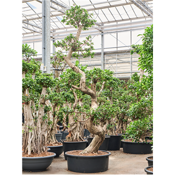 Fikus microcarpa 'Compacta' 4FIMIS010