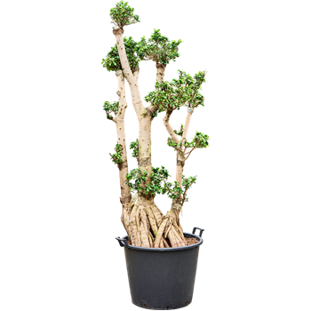 Fikus microcarpa 'Compacta' 4FIMIS095