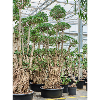 Fikus microcarpa 'Compacta' 4FIMIS050