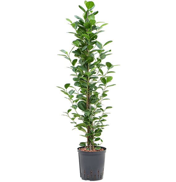 Fikus microcarpa 'Moclame' 1FIMO1T18