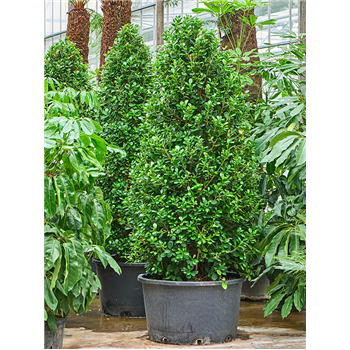 Fikus microcarpa 'Moclame' 4FIMOPY60