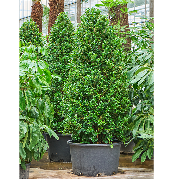 Fikus microcarpa 'Moclame' 4FIMOPY60