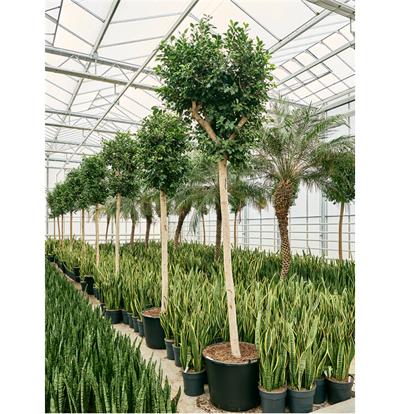 Fikus microcarpa 'Nitida' 4FINIR035