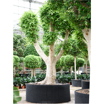 Fikus microcarpa 'Nitida' 4FINIVT55