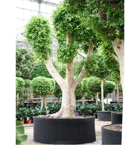Fikus microcarpa 'Nitida' 4FINIVT55
