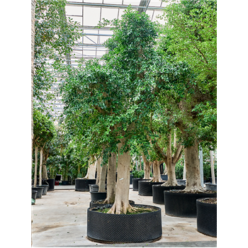 Fikus microcarpa 'Nitida' 4FINIR010