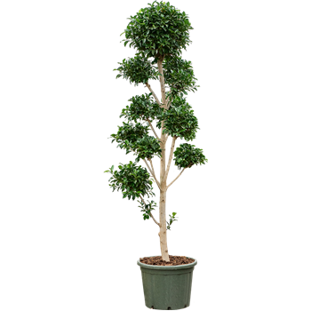 Fikus microcarpa 'Nitida' (260-280) 4FINISS04