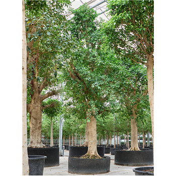 Fikus microcarpa 'Nitida' 4FINIR011