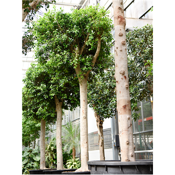 Fikus microcarpa 'Nitida' (400-450 4FINIR015