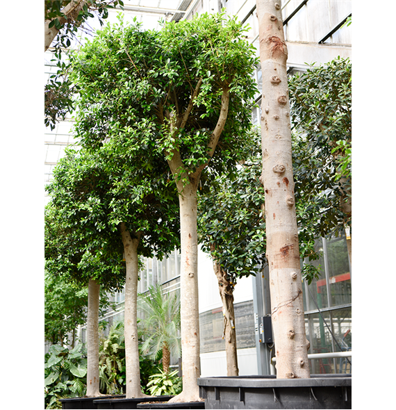 Fikus microcarpa 'Nitida' (400-450 4FINIR015