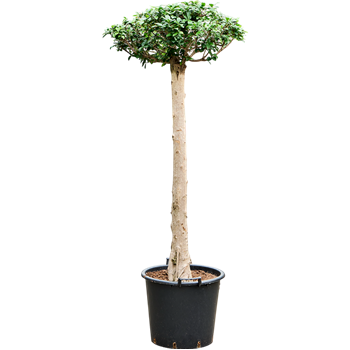Fikus microcarpa compacta 4FIMIRS51