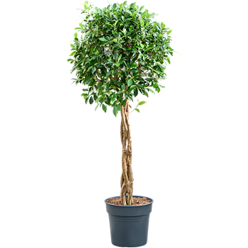 Fikus microcarpa ‘Nitida’ 4FINIGS32