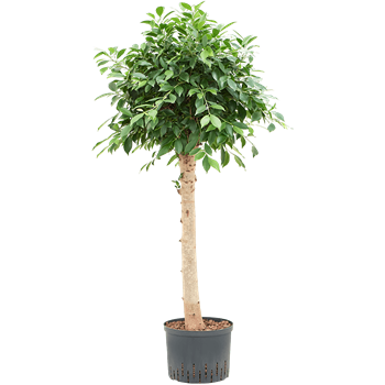 Fikus microcarpa ‘Nitida’ 1FINIRS06