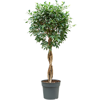 Fikus microcarpa ‘Nitida’ 4FINIGS36
